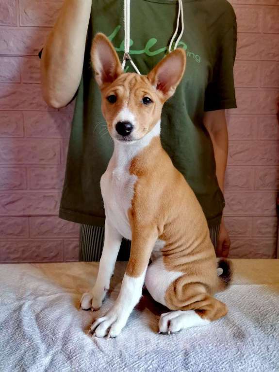 Собаки в Москве: Щенок басенджи Девочка, 150 000 руб. - фото 4