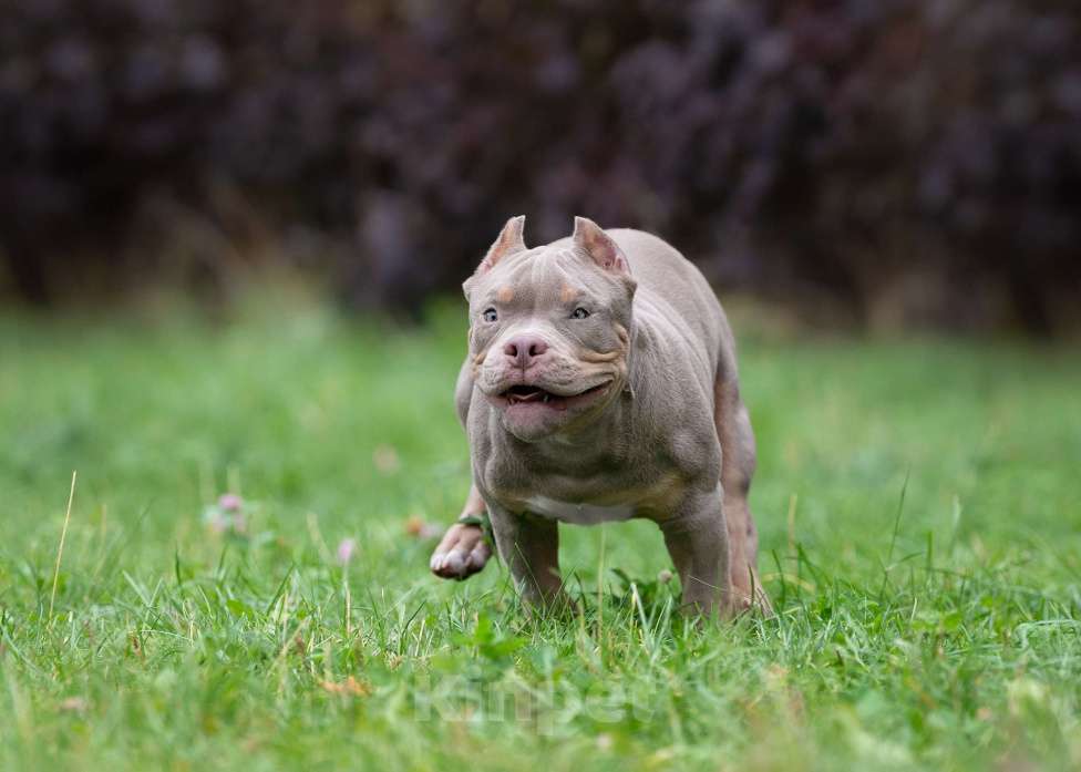 Собаки в Санкт-Петербурге: Предлагаются к продаже щенки американского булли  Мальчик, 100 000 руб. - фото 4