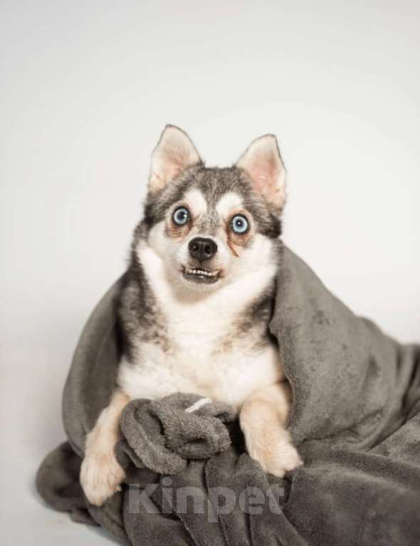 Собаки в Москве: Аляскинский кли-кай Волчек в добрые руки Мальчик, 1 руб. - фото 1