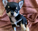 Собаки в Москве: Чихуахуа мальчик Мальчик, 69 000 руб. - фото 3