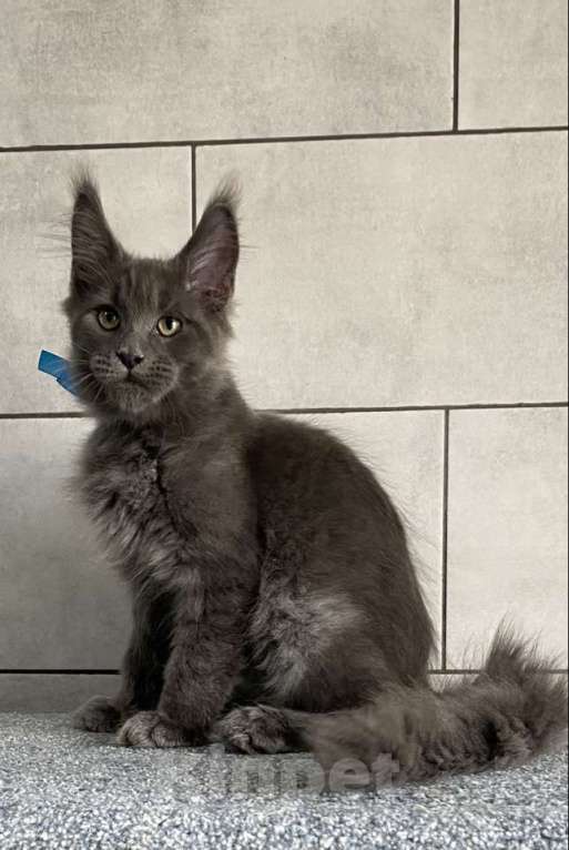 Кошки в других городах Московской области: котик мейн кун голубых кровей в голубой шубке из питомника Мальчик, 50 000 руб. - фото 5