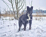 Собаки в Наро-Фоминске: Дениза: щенок, девочка, 4-5 мес. Девочка, Бесплатно - фото 7