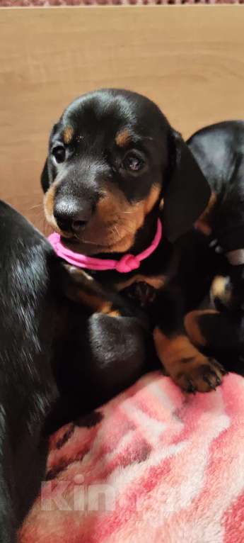 Собаки в Твери: Щенки таксы стандарт Девочка, 50 000 руб. - фото 1