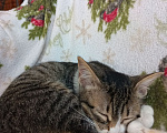 Кошки в Симферополе: Пожалейте котенка! Нужно срочно найти ей дом! В добрые руки! Девочка, Бесплатно - фото 8
