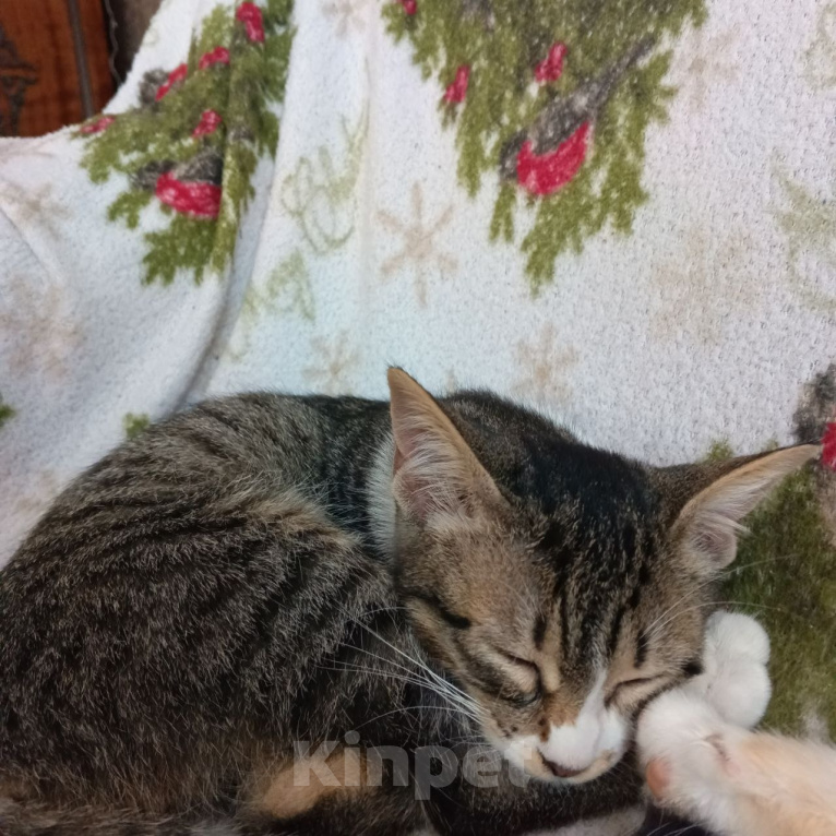 Кошки в Симферополе: Пожалейте котенка! Нужно срочно найти ей дом! В добрые руки! Девочка, Бесплатно - фото 8
