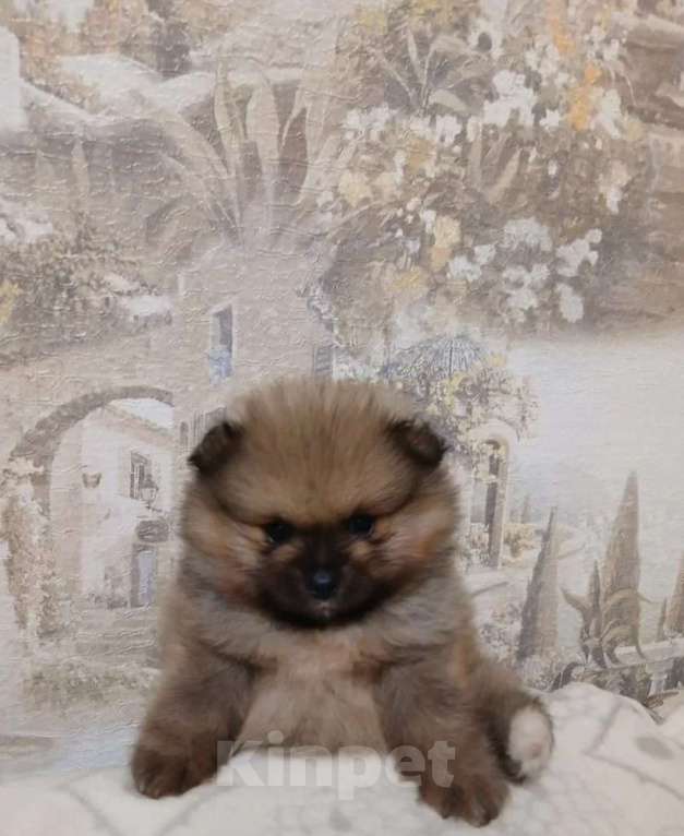 Собаки в Саратове: Померанский шпиц, щенок Девочка, 25 000 руб. - фото 1