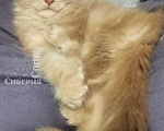 Кошки в Кемерово: Котик Мейн-кун Мальчик, 40 000 руб. - фото 3