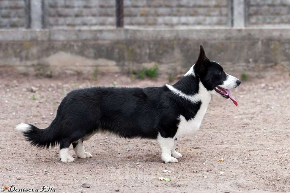 Собаки в других городах Московской области: Корги триколоры  Мальчик, 30 000 руб. - фото 2