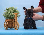 Собаки в Ульяновске: Французский бульдог щенки Мальчик, 80 000 руб. - фото 1