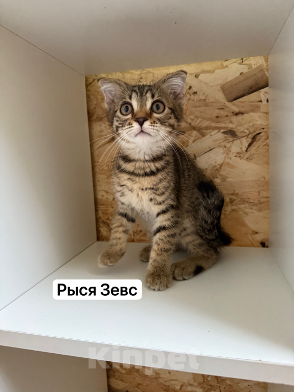 Кошки в Санкт-Петербурге: Котята ищут дом Разнополые, 3 500 руб. - фото 9