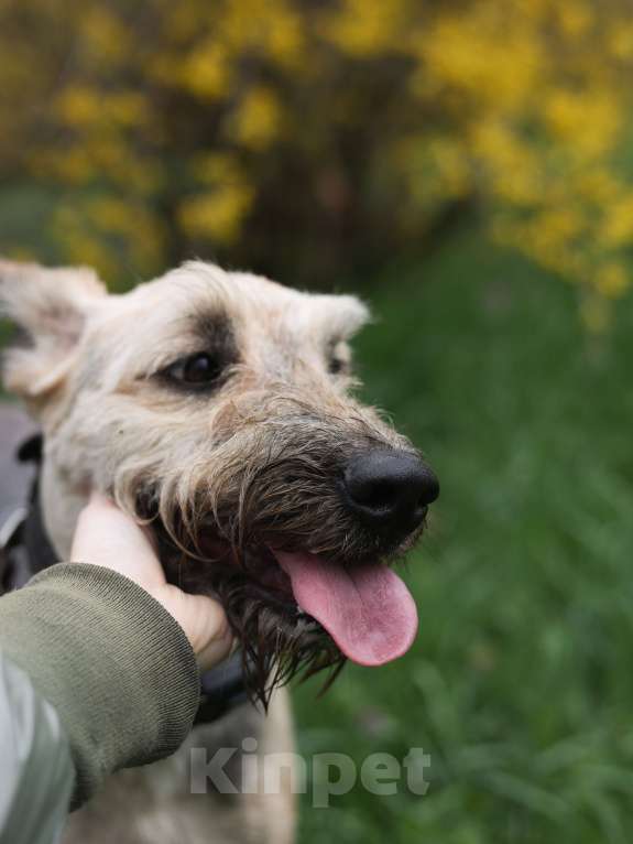 Собаки в Симферополе: Метис эрдельтерьера ищет дом и ответственных хозяев. Девочка, Бесплатно - фото 1