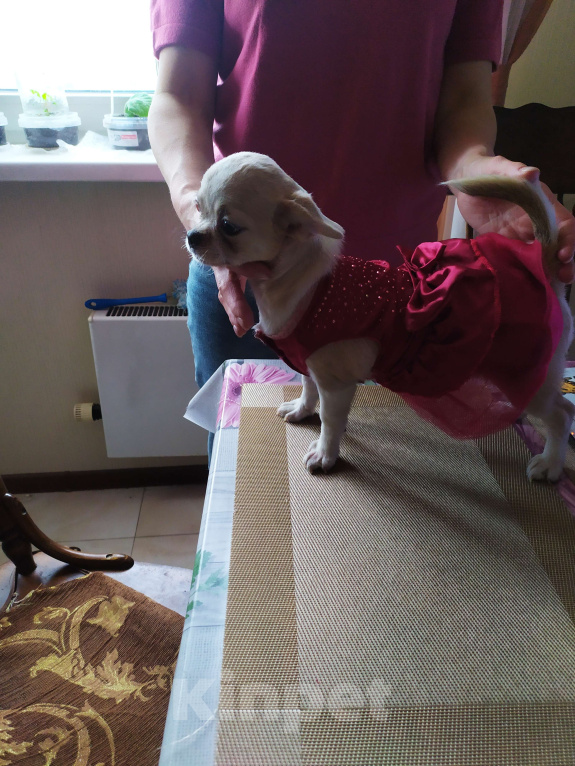 Собаки в Москве: крепкая породная сука Девочка, 60 000 руб. - фото 3