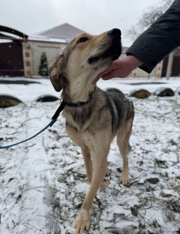 Собаки в Ставрополе: Юна хочет домой Девочка, Бесплатно - фото 3