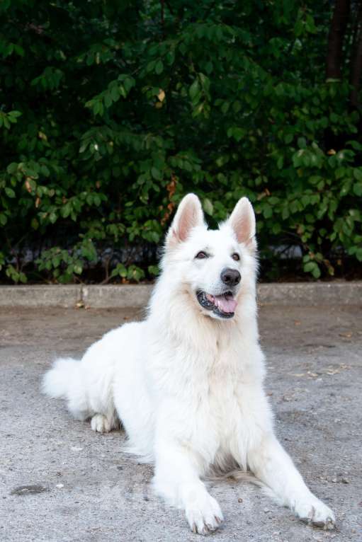 Собаки в Евпатории: Предлагаются щенки белой швейцарской овчарки Мальчик, Бесплатно - фото 2
