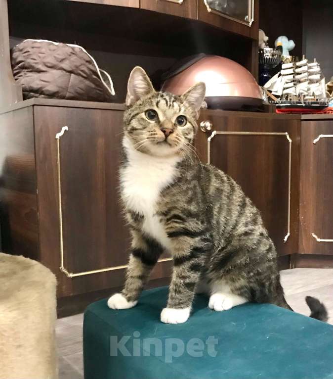 Кошки в Санкт-Петербурге: Платон Мальчик, Бесплатно - фото 5