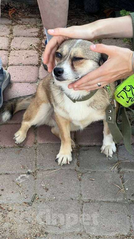 Собаки в Санкт-Петербурге: Малюсенькая диванная собачка ищет дом Девочка, Бесплатно - фото 3