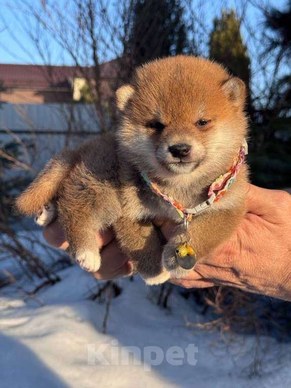 Собаки в Москве: Сиба-ину девочка Девочка, 50 000 руб. - фото 2