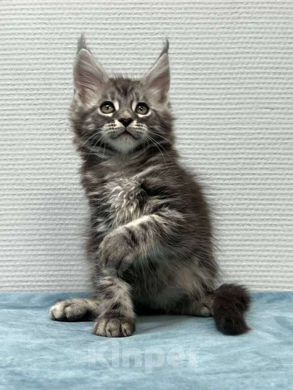 Кошки в Москве: Мейн-кун мальчик  Мальчик, 30 000 руб. - фото 3