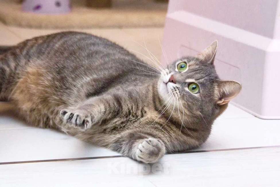 Кошки в Москве: Варя - не кошка, а мечта. В добрые руки  Девочка, Бесплатно - фото 5