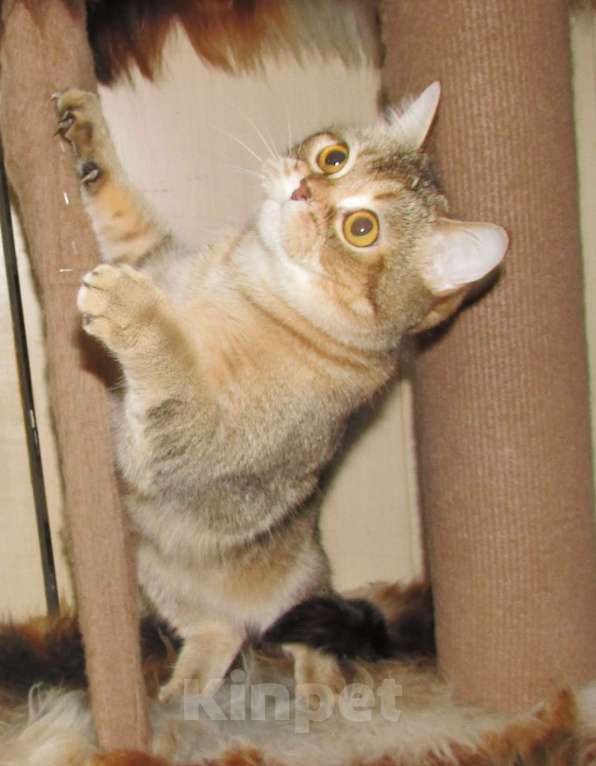 Кошки в Санкт-Петербурге: шотландские кошечки и котик Девочка, Бесплатно - фото 9