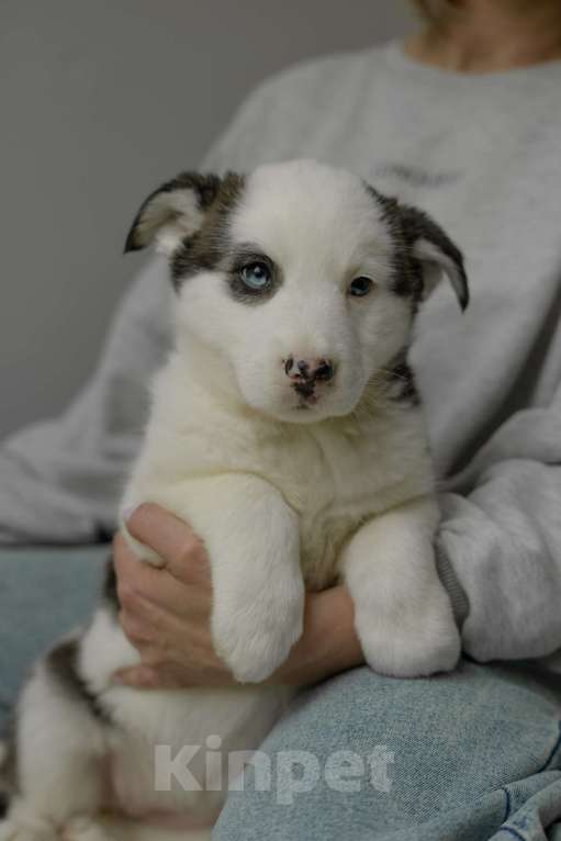 Собаки в Москве: Щенок с голубыми глазами в добрые руки Девочка, Бесплатно - фото 4