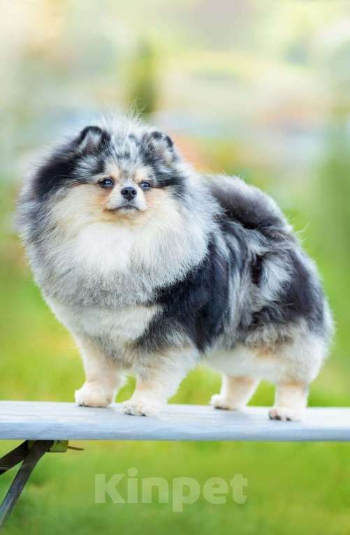 Собаки в Москве: Мраморный мальчик Мальчик, 60 000 руб. - фото 5