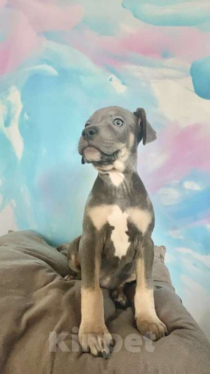 Собаки в других городах Ленинградской области: Щенки породы Прайтер - ваша новая любовь! Разнополые, 120 000 руб. - фото 1