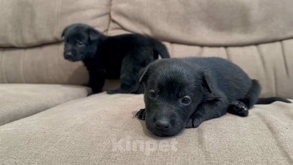 Собаки в Москве: Черныш Мальчик, Бесплатно - фото 2