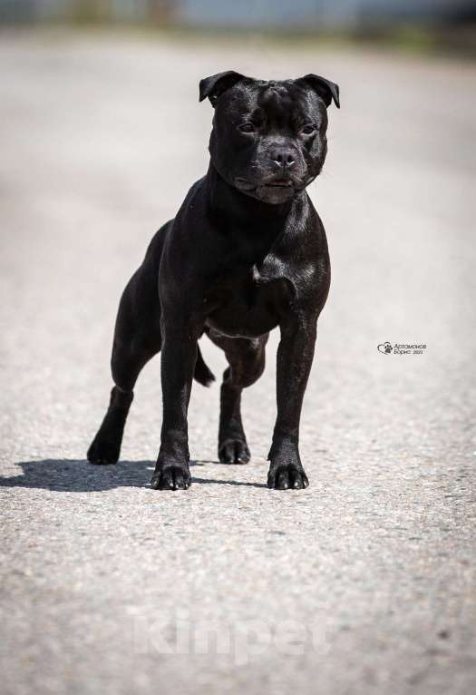 Собаки в Туле: Стаффорлширский бультерьер Девочка, 50 000 руб. - фото 2