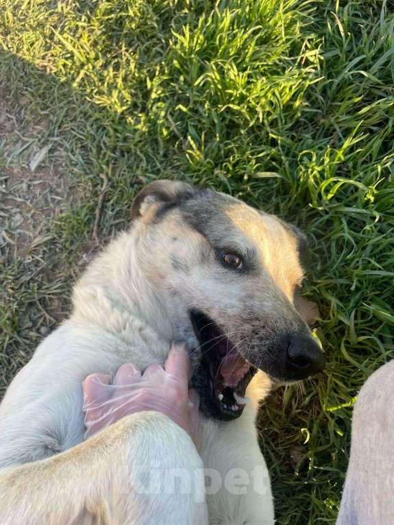 Собаки в Симферополе: Собака в дар )  Мальчик, Бесплатно - фото 8