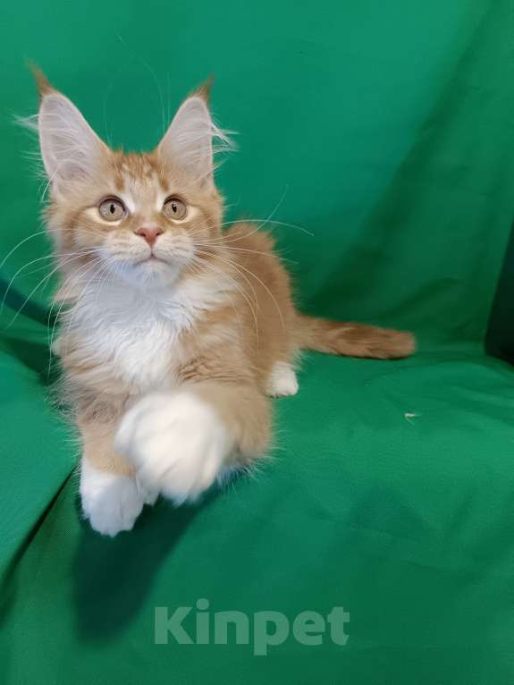 Кошки в других городах Владимирской области: Девочка мейн кун полидакт Девочка, 35 000 руб. - фото 3