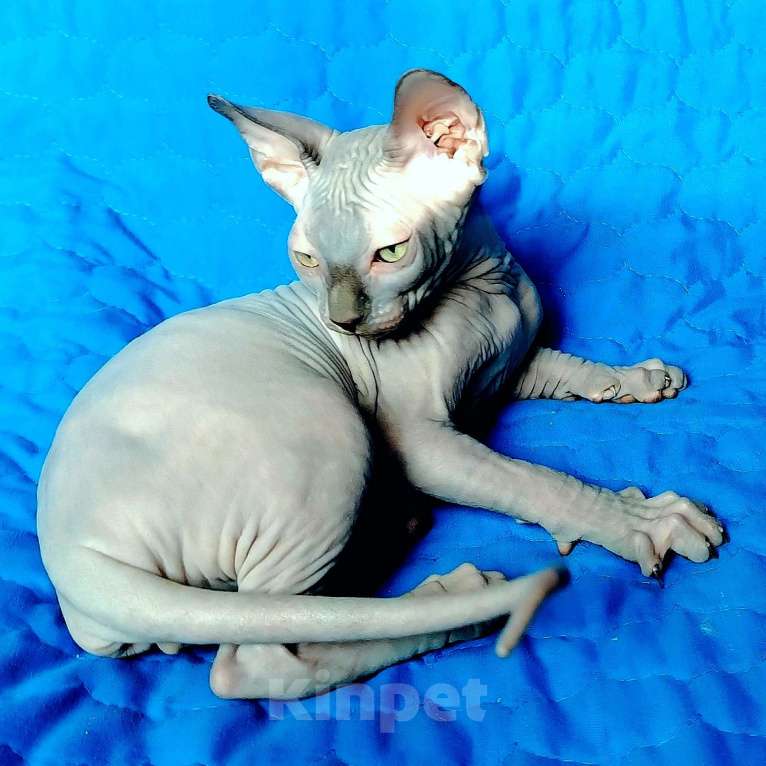 Кошки в Королеве: Очаровательный породный канадский сфинксеныш Мальчик, 60 000 руб. - фото 2