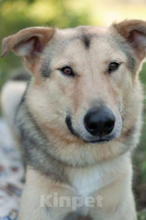 Собаки в Электростали: Удивительный пёс Чингиз в поиске дома Мальчик, Бесплатно - фото 1
