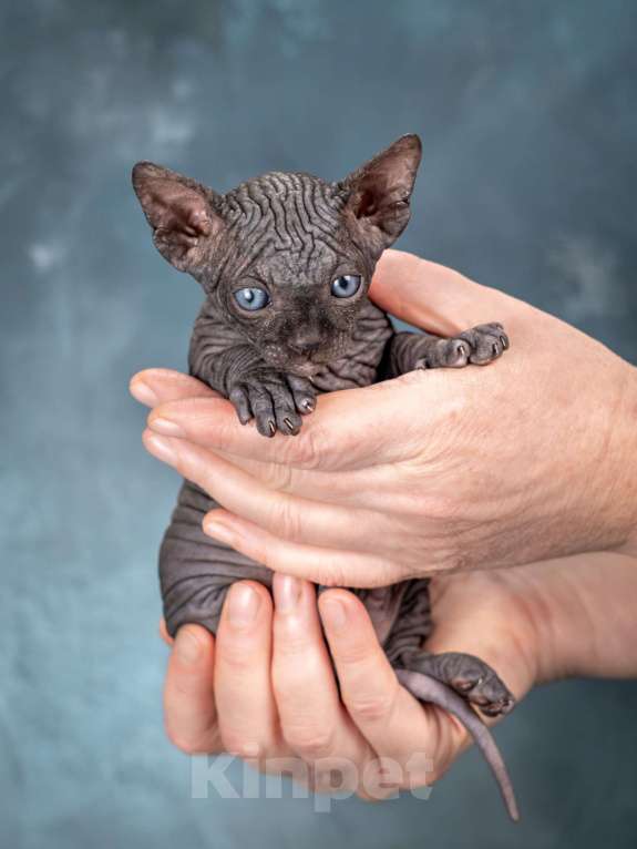 Кошки в Москве: Котенок сфинкс эльф страйт черный солид Мальчик, 80 000 руб. - фото 3
