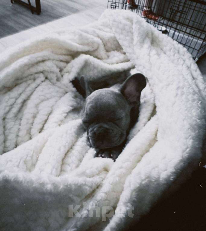 Собаки в Москве: Французский бульдог, щенок Девочка, 80 000 руб. - фото 2