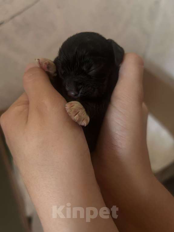 Собаки в Новосибирске: Щенки Американского кокер спаниеля Мальчик, 30 000 руб. - фото 2