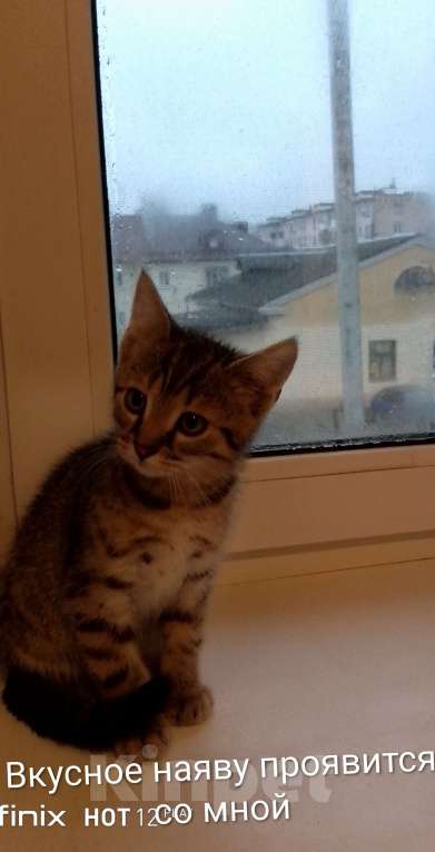 Кошки в Орле: Подари свое выражение статуса✓ Мальчик, 1 682 руб. - фото 4