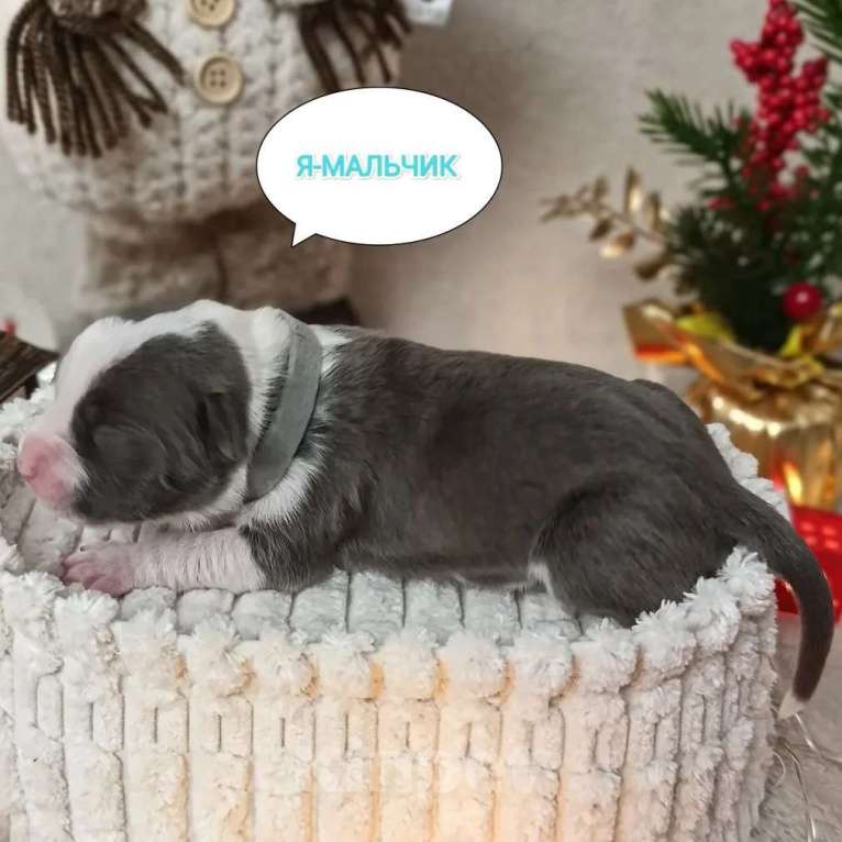 Собаки в Липецке: Голубые щенки амстафф Мальчик, 80 000 руб. - фото 8