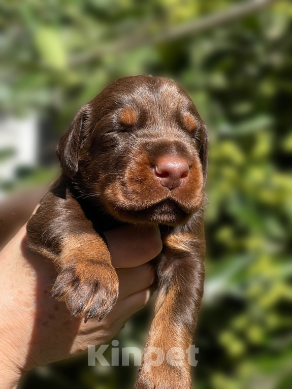 Собаки в Чехове: Шикарный щенокдобермана, 4.5 месяца Мальчик, 100 000 руб. - фото 4