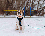 Собаки в Москве: Мини собака из приюта в добрые руки Мальчик, Бесплатно - фото 1