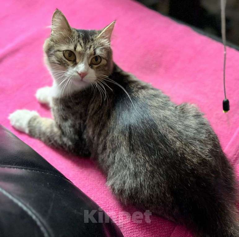 Кошки в Москве: Кошечку хотят выпустить на верную погибель 🆘️ Срочный поиск дома Девочка, Бесплатно - фото 3