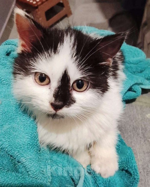 Кошки в других городах Московской области: Крошка Эли ищет семью Девочка, Бесплатно - фото 2