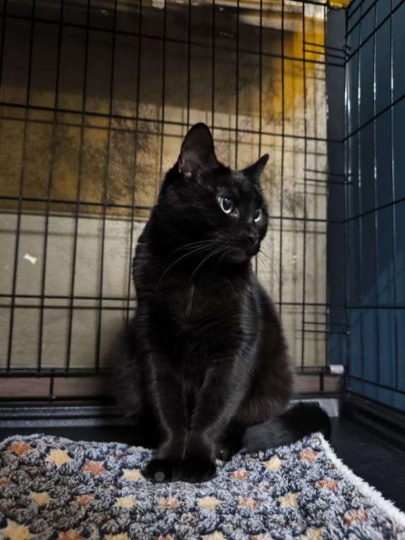 Кошки в Москве: Паулина Девочка, Бесплатно - фото 4