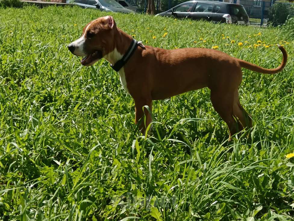 Собаки в Томске: Щенки Американский стафордширский терьер  Девочка, 25 000 руб. - фото 6