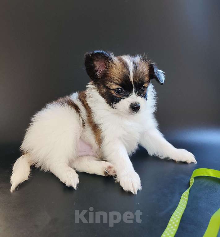 Собаки в Салавате: Мальчик Мальчик, 35 000 руб. - фото 2