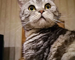 Кошки в Самаре: Британец по кличке Давинчи.  Мальчик, Бесплатно - фото 2
