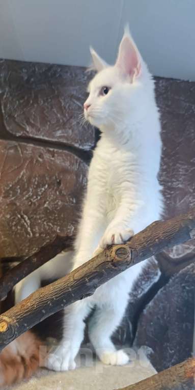 Кошки в Екатеринбурге: Котята Мейн Кун классика и полидакты Мальчик, 30 000 руб. - фото 6