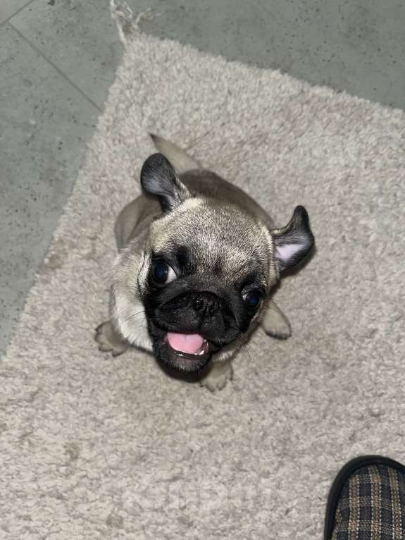 Собаки в Омске: Любящий Мопсик в любящую семью  Мальчик, 15 000 руб. - фото 7