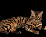 Кошки в Златоусте: Бенгальские котята, 5 000 руб. - фото 1