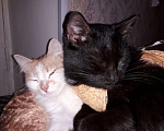 Кошки в Серафиме: Багира и Соня.Стерилизованы., Бесплатно - фото 3